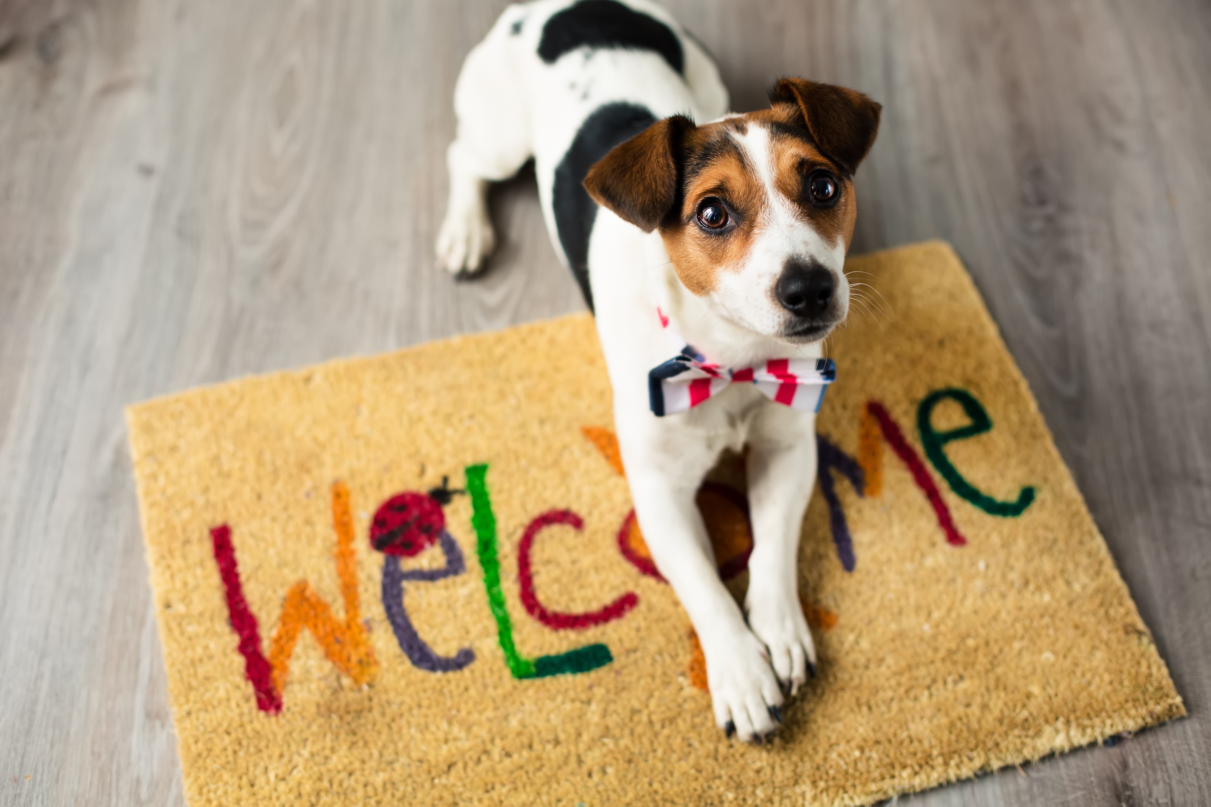 Adopting a pet from Warrington Animal Welfare Adoption process at Warrington Animal Welfare