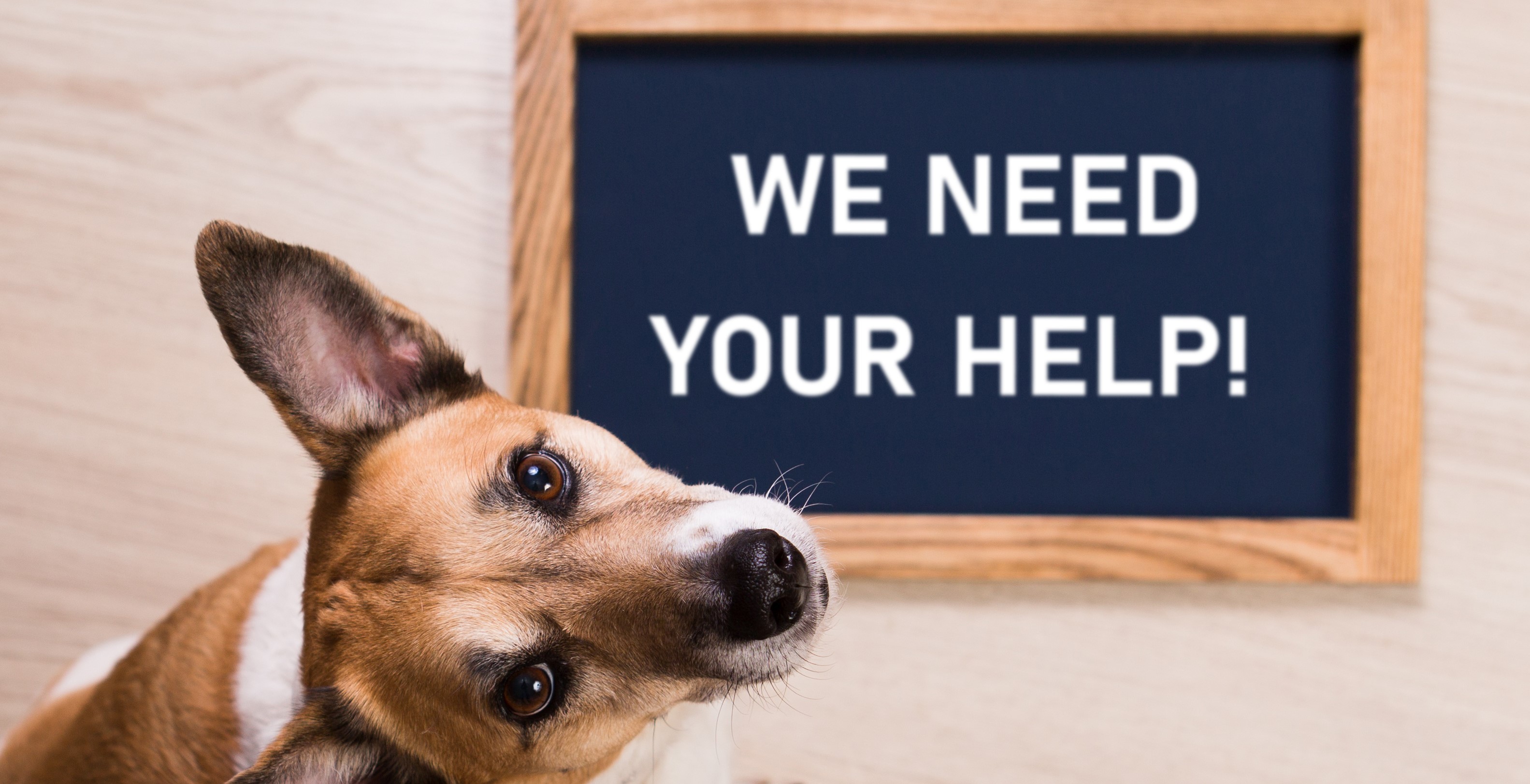 Warrington Animal Welfare advise not to give animal aways never give animal away on social media