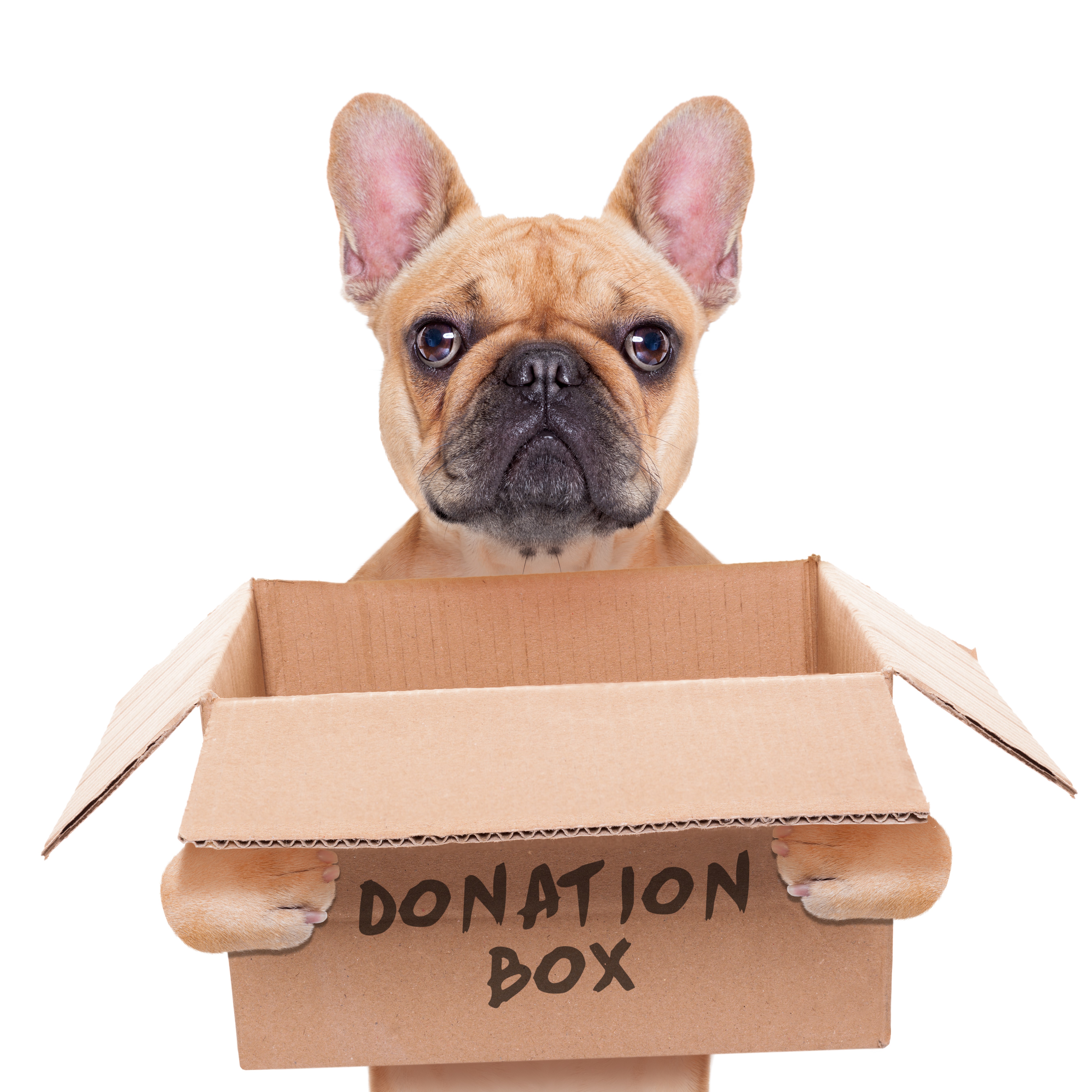 donate food and items to Warrington Animal Welfare Animal charity food and items donations