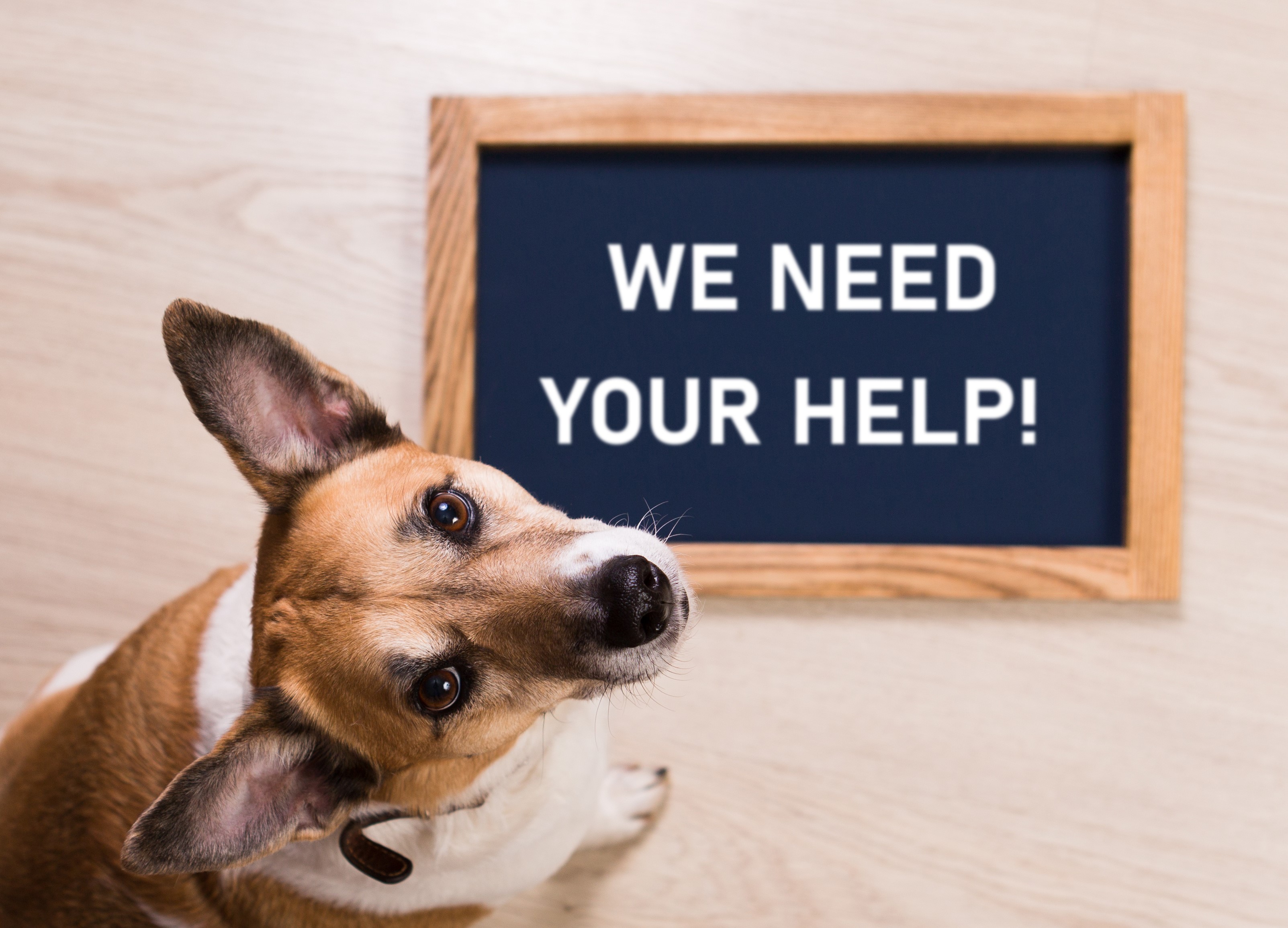 Animal Charity Fundraising Fundraising for Warrington Animal Welfare