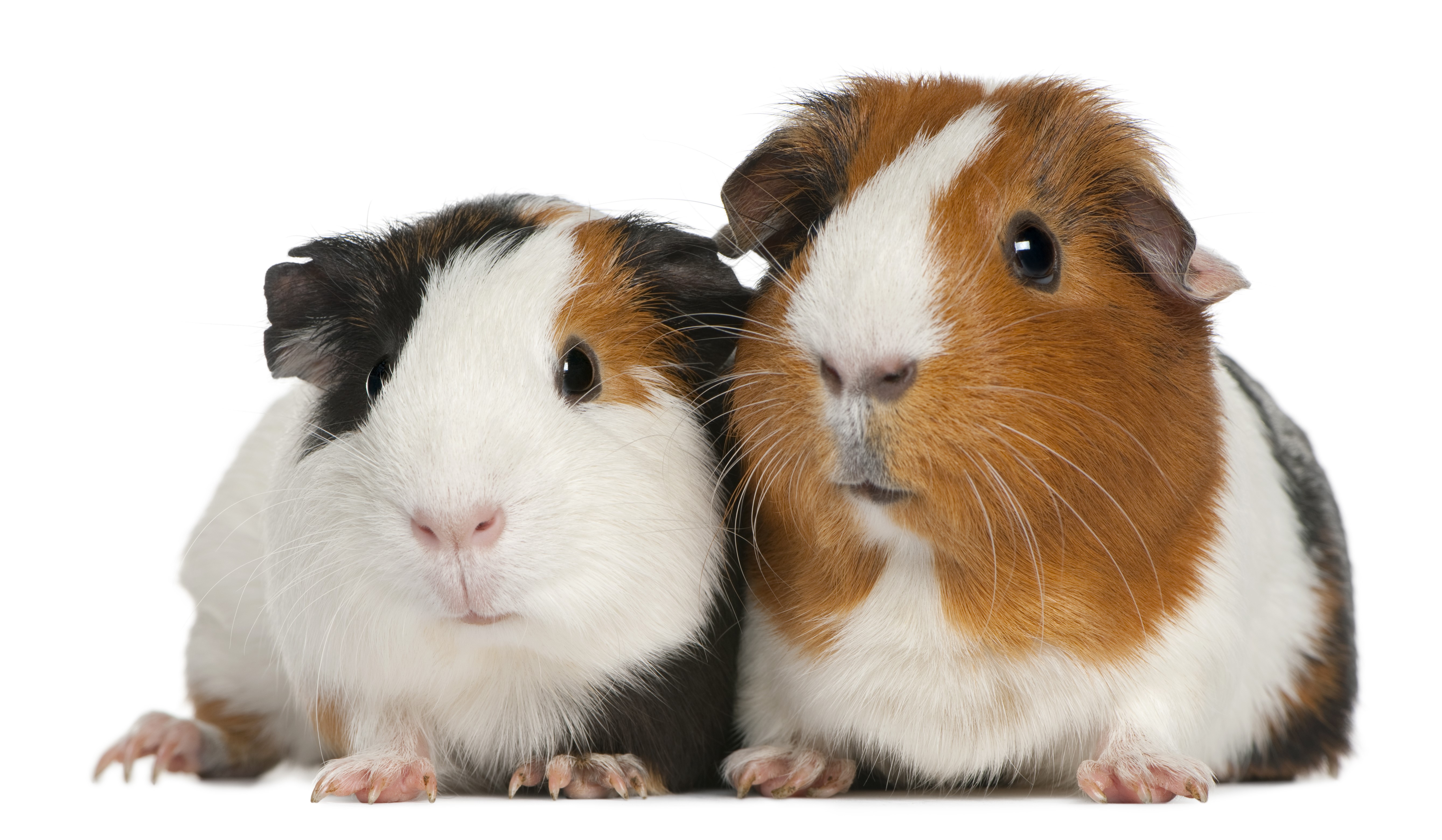 Warrington Animal Welfare advice for guinea pig housing Suitabel Guinea Pig housing for animal welfare