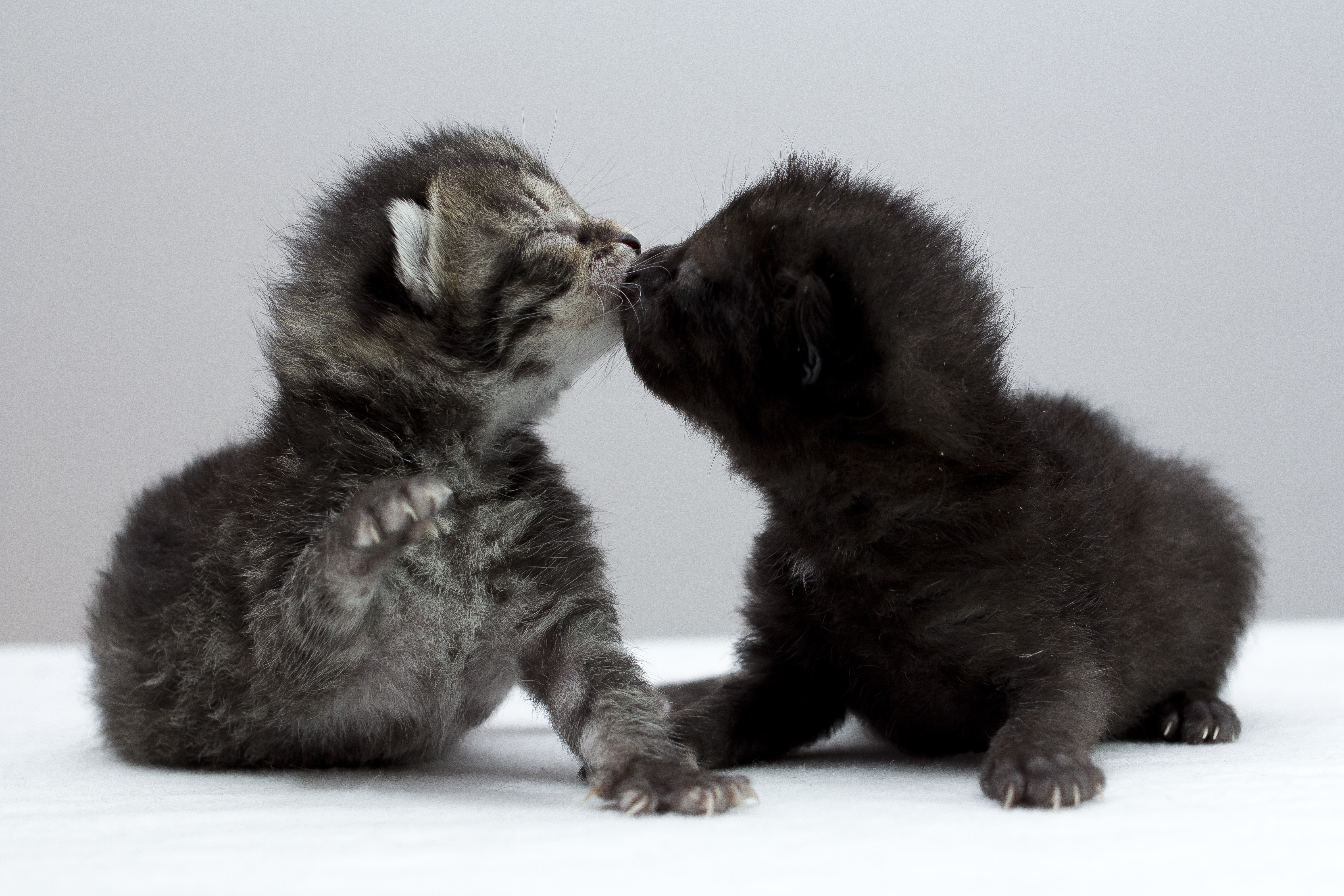 Animal welfare advice for setting rescue cats and kittens Settling rescue cat or kitten in your home