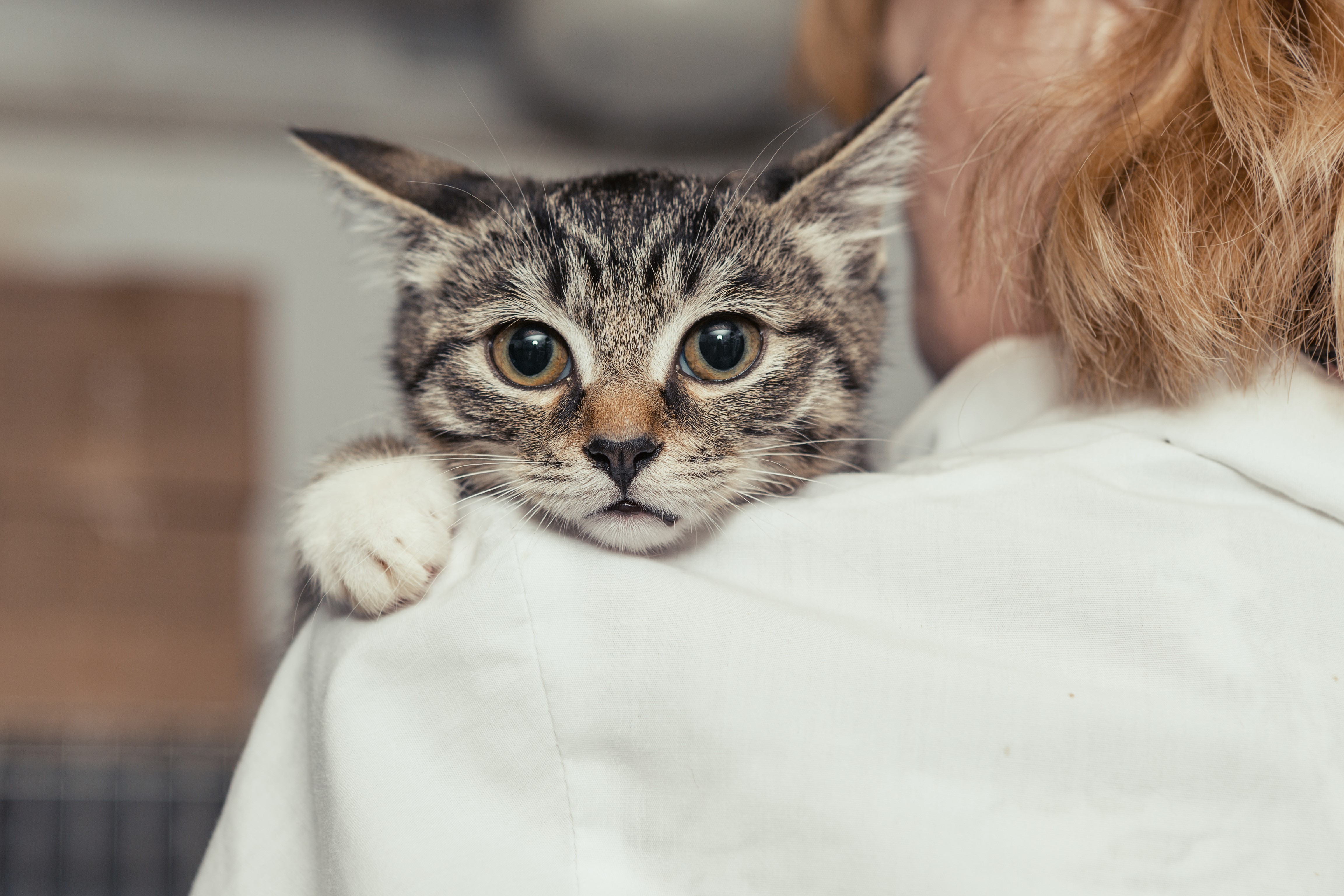 what to do if you find a stray cat Warrington Animal Welfare Animal charity advice if you find a cat