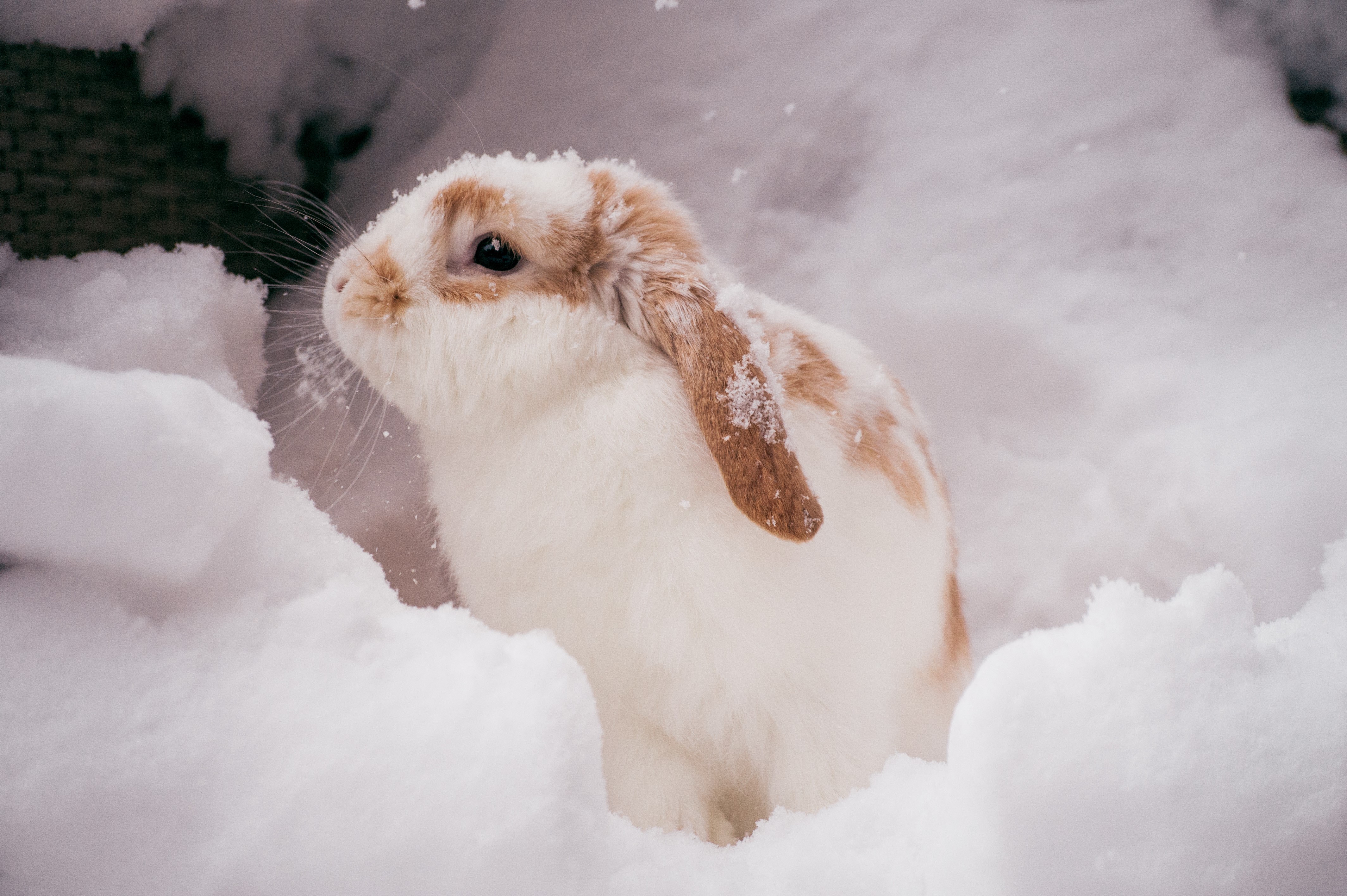 Animal welfare advice for seasonal pet care Seasonal pet care for Rabbits and Guinea Pigs