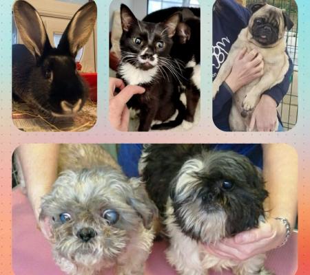 rescue rabbit, kitten, dogs