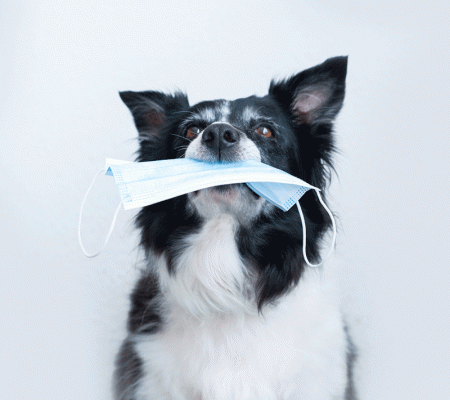 Keeping safe at Warrington Animal Welfare Covid-19
