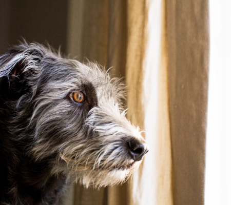 Animal welfare concerns of Covid-19