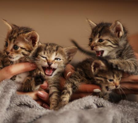 Help unwanted and abandoned cats
